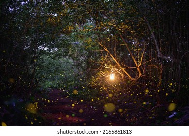 Fireflies Twinkle In The Forest It Was A Beautiful, Enchanting Night.