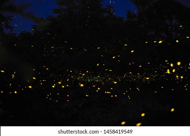 Fireflies in the wild forest. 