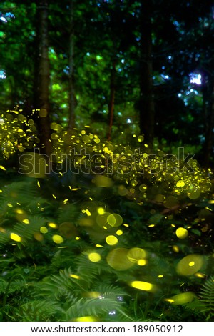 firefly