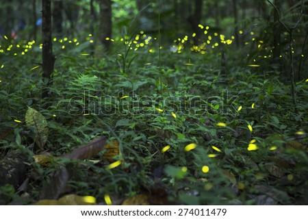 firefly