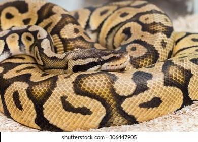 Ball Python Bilder Stockfotos Und Vektorgrafiken Shutterstock