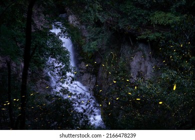 Firefly And Beautiful Waterfall In The River Canyon.（Luciola Parvula）