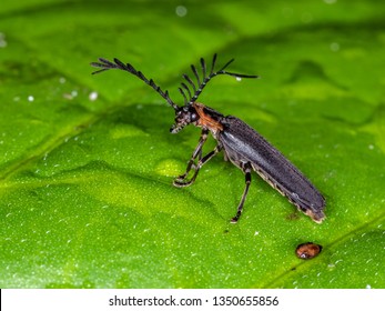 Firefly
Family Lampyridae