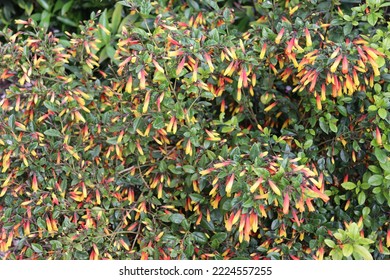 Firefly flowers in abundance on bush - Shutterstock ID 2224557255