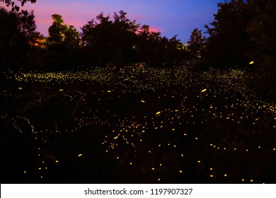 Firefly flying in the forest