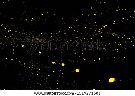 Firefly flying in the forest