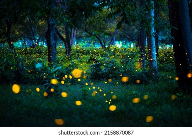 1,158 Firefly flying in the forest Images, Stock Photos & Vectors ...