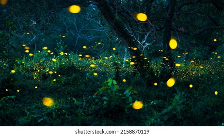 Firefly Flying In The Forest. Fireflies In The Bush At Night At Prachinburi, Thailand. Bokeh Light Of Firefly Flying In Forest Night Time. Add Noise And Film Grain, Selective Focus.