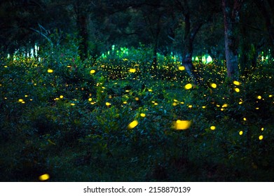 Firefly Flying In The Forest. Fireflies In The Bush At Night At Prachinburi, Thailand. Bokeh Light Of Firefly Flying In Forest Night Time. Add Noise And Film Grain, Selective Focus.