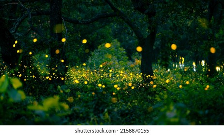 Firefly Flying In The Forest. Fireflies In The Bush At Night At Prachinburi, Thailand. Bokeh Light Of Firefly Flying In Forest Night Time. Add Noise And Film Grain, Selective Focus.