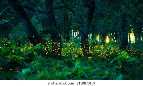 Firefly Flying In The Forest. Fireflies In The Bush At Night At Prachinburi, Thailand. Bokeh Light Of Firefly Flying In Forest Night Time. Add Noise And Film Grain, Selective Focus.