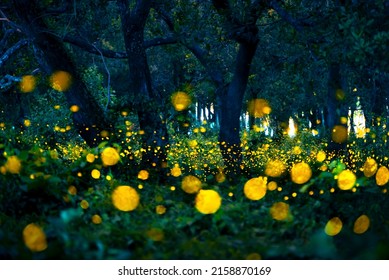 Firefly Flying In The Forest. Fireflies In The Bush At Night At Prachinburi, Thailand. Bokeh Light Of Firefly Flying In Forest Night Time. Add Noise And Film Grain, Selective Focus.