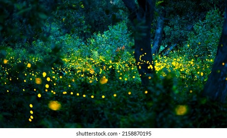 Firefly Flying In The Forest. Fireflies In The Bush At Night At Prachinburi, Thailand. Bokeh Light Of Firefly Flying In Forest Night Time. Add Noise And Film Grain, Selective Focus.