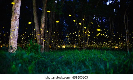 Firefly Flying Forest Fireflies Bush Night Stock Photo 659803603 ...