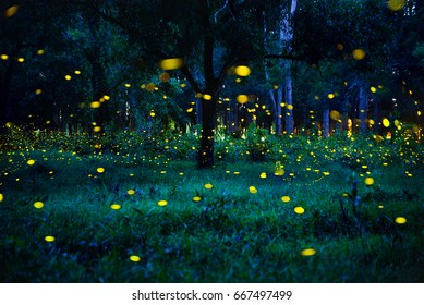 Firefly flying in the forest. Fireflies in the bush at night in Prachinburi Thailand. Long exposure photo.