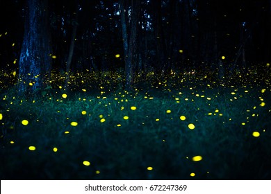 Firefly flying in the forest. Fireflies in the bush at night in Bangkok (Prachinburi) Thailand. Firefly symbolizes the integrity of the ecosystem. Long exposure photo.