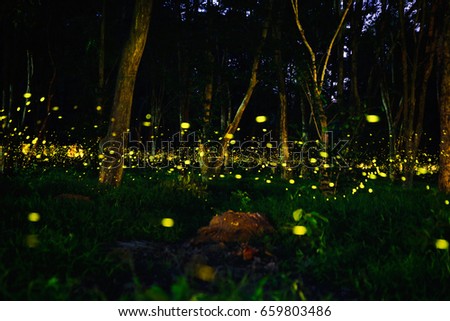 Firefly flying in the forest. Fireflies in the bush at night in Thailand. Long exposure photo. 