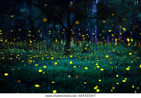 Firefly Flying Forest Fireflies Bush Night Stock Photo 664703347 ...