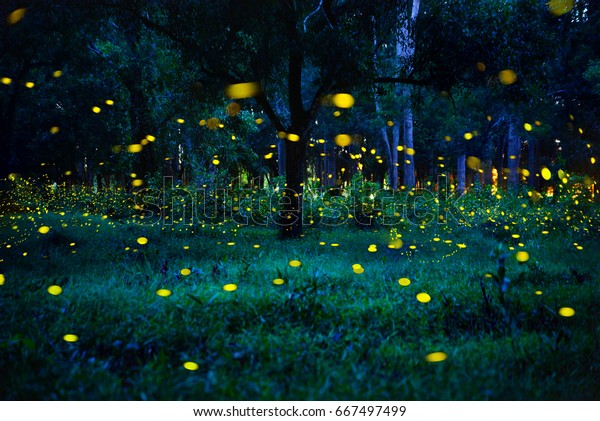 Firefly Flying Forest Fireflies Bush Night Stock Photo (Edit Now) 667497499