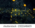Firefly flying in the forest. Firefly lights in the night like a fairy tale. Fireflies in the bush at night in Prachinburi Thailand. Light from fireflies at night in the forest, Long exposure photo.8ค