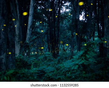 252 Firefly Land Images, Stock Photos & Vectors 