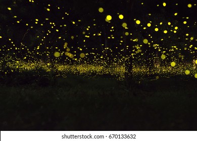 firefly flying at the forest in Thailand
