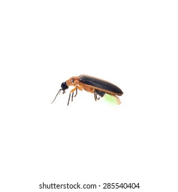 Firefly Isolate On White Background (BUG)