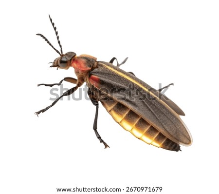 Firefly Isolated on White Background