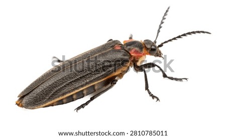 Firefly lightning bug insect macro top view isolated on white transparent background.