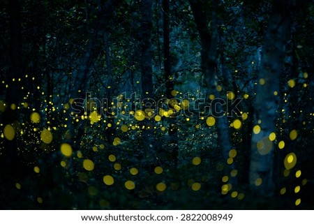 Firefly lightning bug in the rainforest in nighttime, beautiful night in rainy season. yellow light bokeh