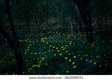 Firefly lightning bug in the rainforest in nighttime, beautiful night in rainy season. yellow light bokeh