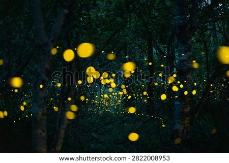 Firefly lightning bug in the rainforest in nighttime, beautiful night in rainy season. yellow light bokeh