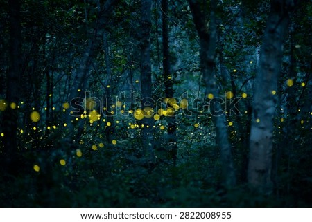 Firefly lightning bug in the rainforest in nighttime, beautiful night in rainy season. yellow light bokeh