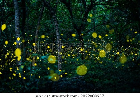 Firefly lightning bug in the rainforest in nighttime, beautiful night in rainy season. yellow light bokeh