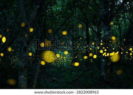Firefly lightning bug in the rainforest in nighttime, beautiful night in rainy season. yellow light bokeh