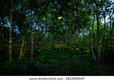 Firefly lightning bug in the rainforest in nighttime, beautiful night in rainy season. yellow light bokeh