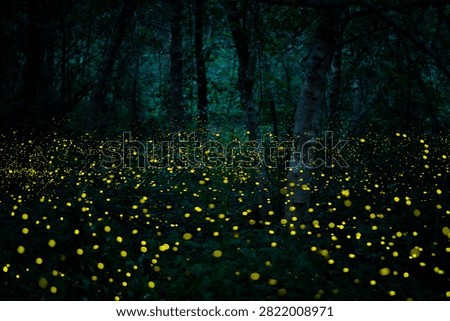 Firefly lightning bug in the rainforest in nighttime, beautiful night in rainy season. yellow light bokeh