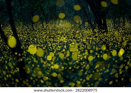 Firefly lightning bug in the rainforest in nighttime, beautiful night in rainy season. yellow light bokeh