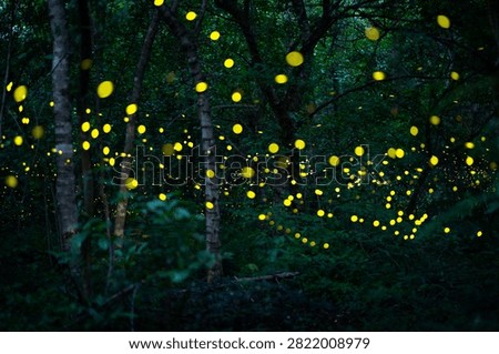 Firefly lightning bug in the rainforest in nighttime, beautiful night in rainy season. yellow light bokeh
