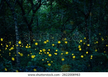 Firefly lightning bug in the rainforest in nighttime, beautiful night in rainy season. yellow light bokeh
