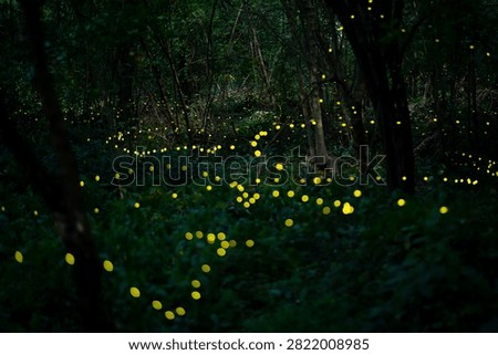 Firefly lightning bug in the rainforest in nighttime, beautiful night in rainy season. yellow light bokeh