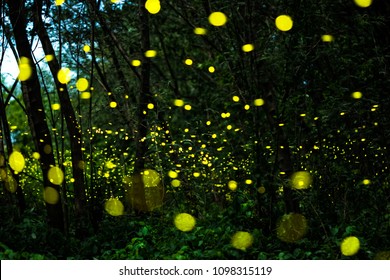 Firefly Lightning Bugs Flying Night Forest Stock Photo 1098315119 ...