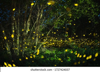 Firefly, lightning bugs flying at night in the forest in Thailand, Lights in the night