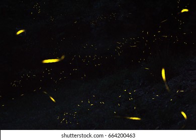Firefly, lightning bugs , Lampyridae family, lights in the night, insects, The Nature Show