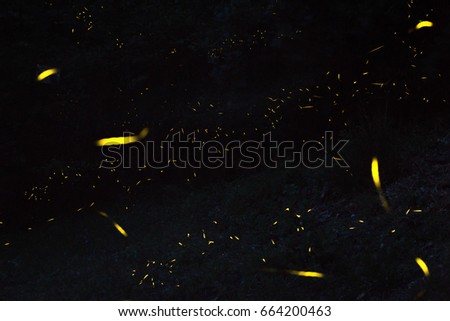 Firefly, lightning bugs , Lampyridae family, lights in the night, insects, The Nature Show