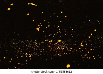 Firefly, lightning bugs on black background