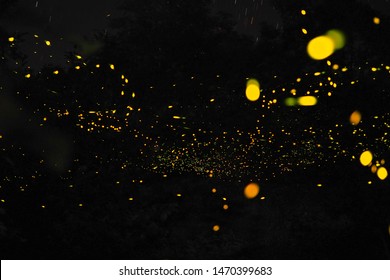 Firefly, Lightning Bugs On Black Background