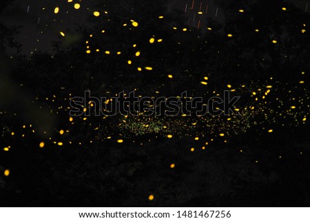 Firefly, lightning bugs on black background