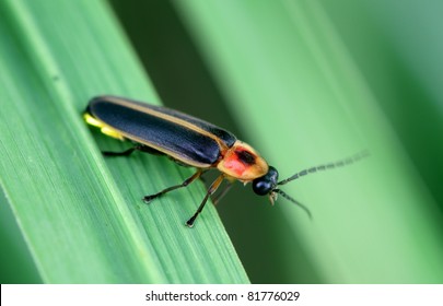 Firefly Macro.