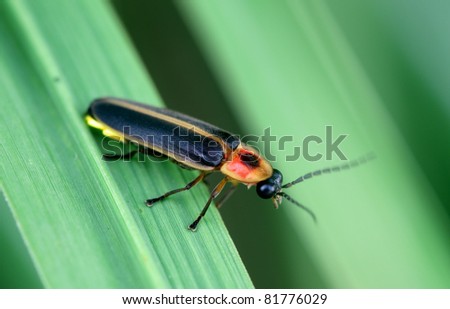 Firefly macro.